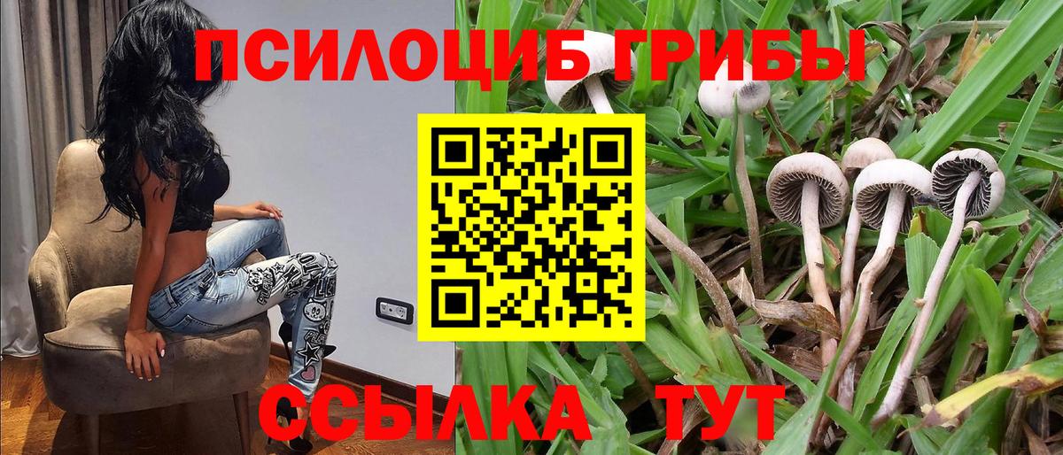 Галлюциногенные грибы Psilocybe Россия